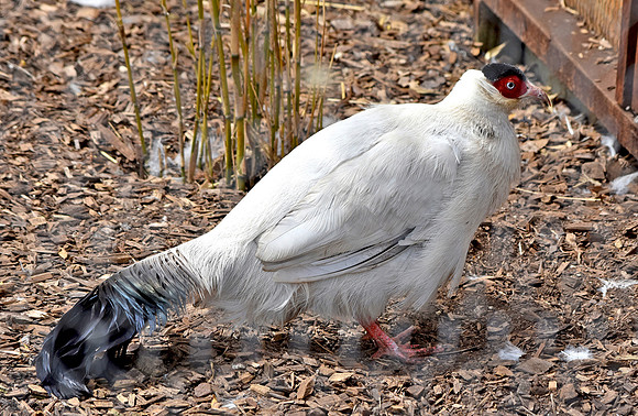 White eared pheasant