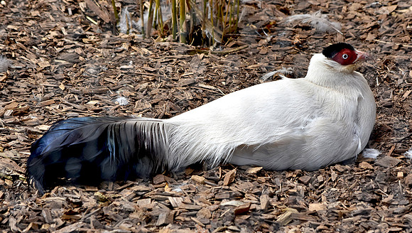 White eared pheasant