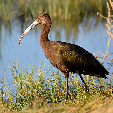 White faced ibis