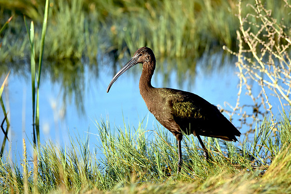 White faced ibis