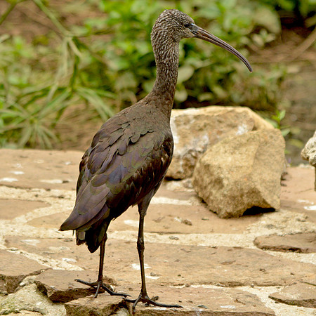White faced ibis