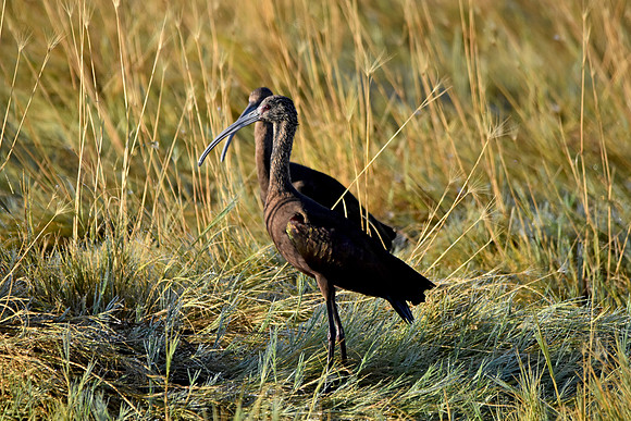 White faced ibis