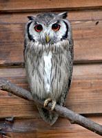 Northern white faced scops owl