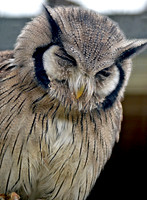 White faced scops owl
