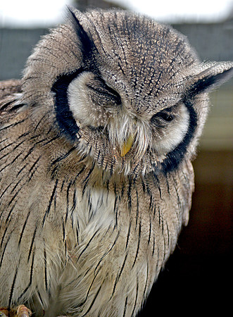 White faced scops owl