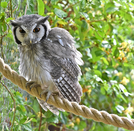 White faced scops owl