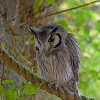 Northern white faced scops owl
