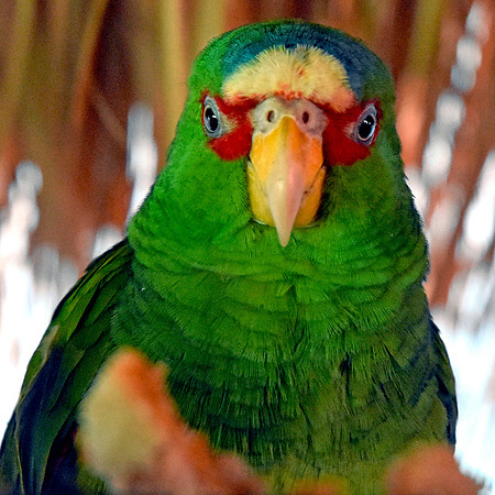 White fronted amazon parrot