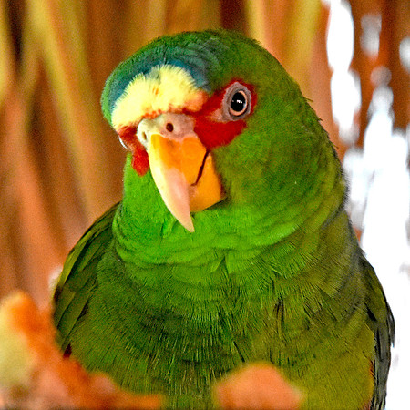 White fronted amazon parrot