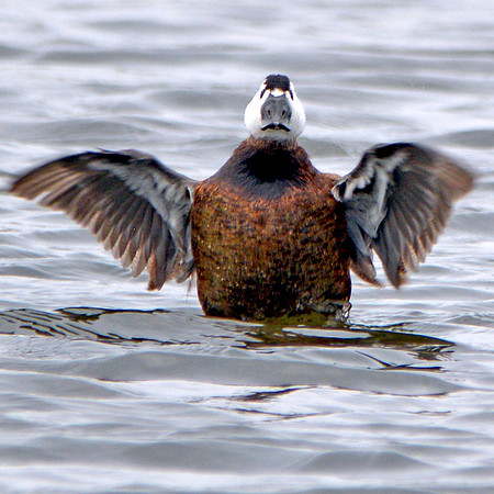 White headed duck