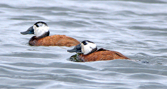 White headed duck