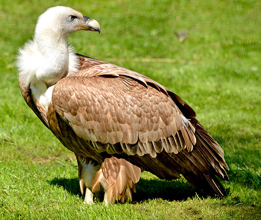 White headed vulture