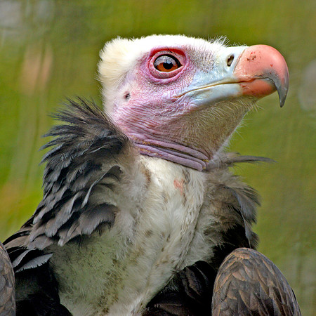 White headed vulture