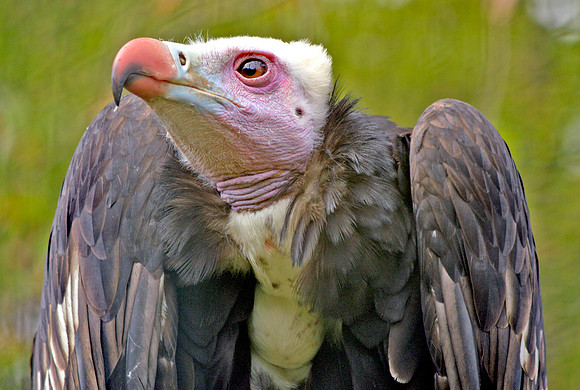 White headed vulture