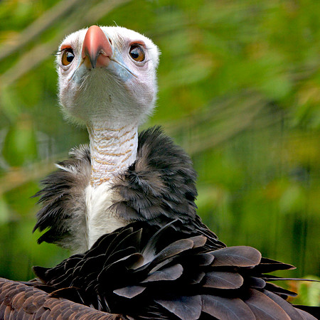 White headed vulture
