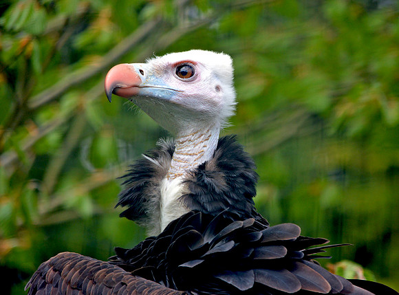 White headed vulture
