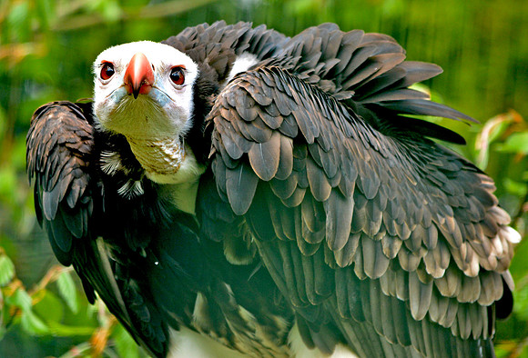 White headed vulture