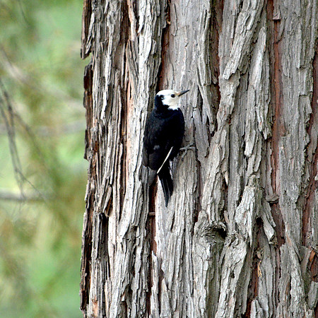 White headed woodpecker