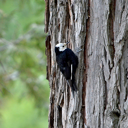 White headed woodpecker