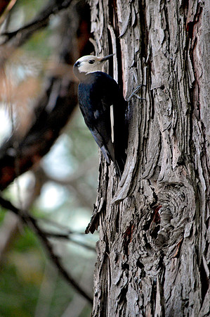 White headed woodpecker