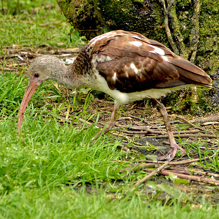 White ibis juvenile