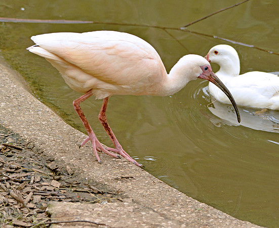 White ibis