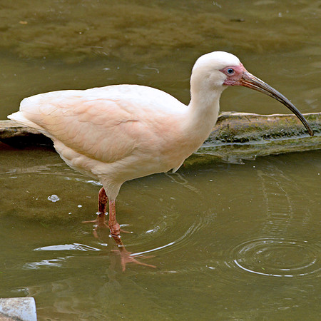 White ibis