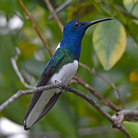 White necked jacobin hummingbird