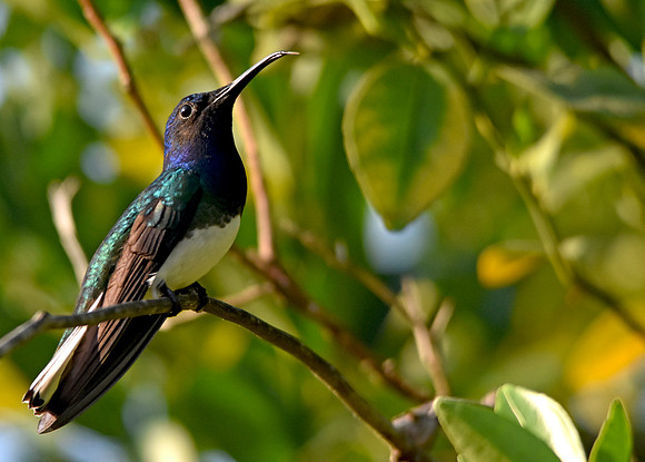White necked jacobin hummingbird