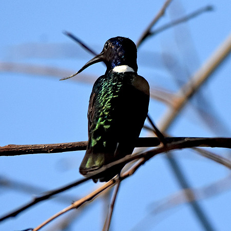 White necked jacobin hummingbird