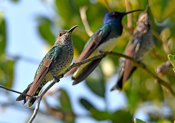 Female White necked jacobin hummingbird