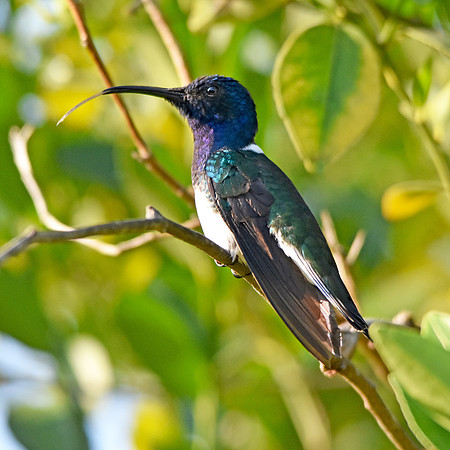White necked jacobin hummingbird