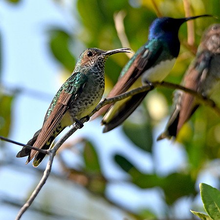 Female White necked jacobin hummingbird