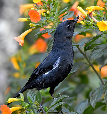 White sided flowerpiercer