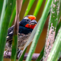 Black spotted barbet