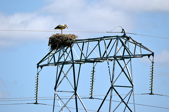 White stork
