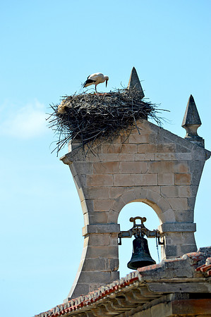 White stork