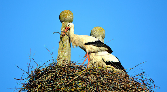 White stork