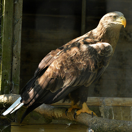 White tailed sea eagle