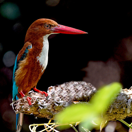 White throated kingfisher