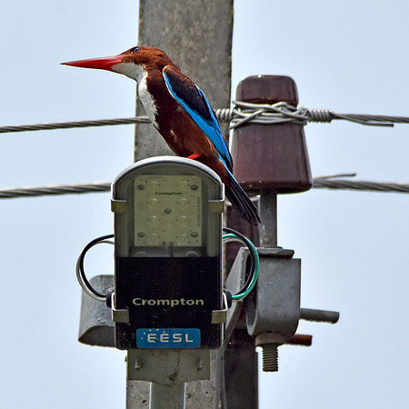 White throated kingfisher