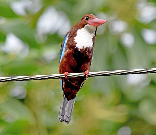 White throated kingfisher
