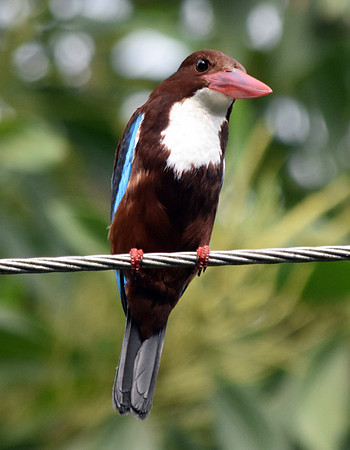 White throated kingfisher