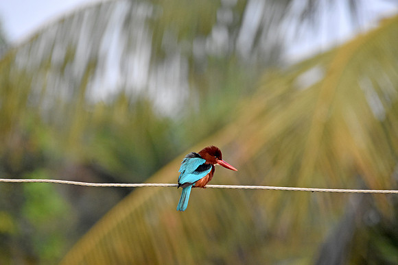White throated kingfisher