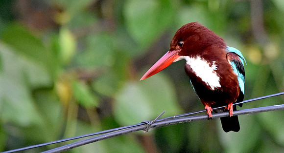 White throated kingfisher