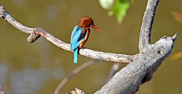 White throated kingfisher