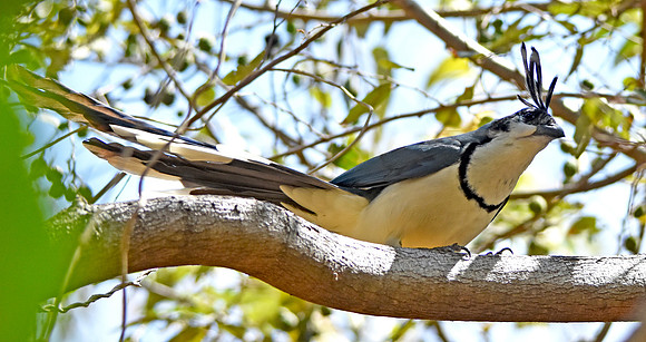 White throated magpie jay