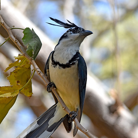 White throated magpie jay