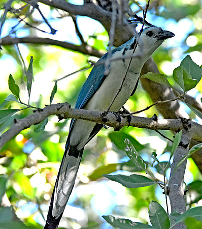 White throated magpie jay