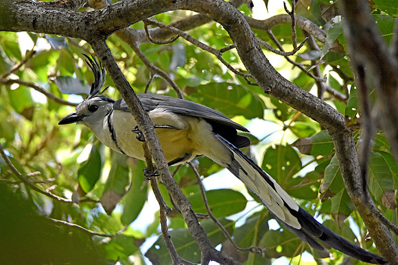White throated magpie jay